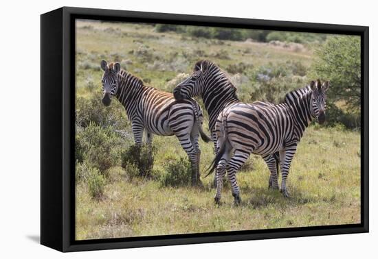 CQ2R7076Zebra - Burchells-Bob Langrish-Framed Stretched Canvas