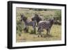 CQ2R7076Zebra - Burchells-Bob Langrish-Framed Giclee Print