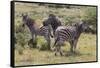 CQ2R7076Zebra - Burchells-Bob Langrish-Framed Stretched Canvas