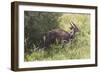 CQ2R7085Bush Buck-Bob Langrish-Framed Giclee Print