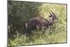 CQ2R7085Bush Buck-Bob Langrish-Mounted Giclee Print