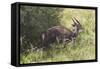 CQ2R7085Bush Buck-Bob Langrish-Framed Stretched Canvas