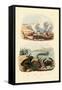 Crab, 1833-39-null-Framed Stretched Canvas