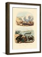 Crab, 1833-39-null-Framed Giclee Print