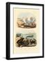 Crab, 1833-39-null-Framed Giclee Print