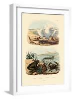 Crab, 1833-39-null-Framed Giclee Print