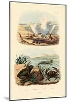 Crab, 1833-39-null-Mounted Giclee Print