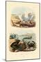 Crab, 1833-39-null-Mounted Giclee Print