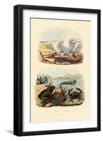 Crab, 1833-39-null-Framed Premium Giclee Print