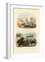 Crab, 1833-39-null-Framed Premium Giclee Print