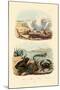 Crab, 1833-39-null-Mounted Giclee Print