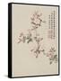 Crab-Apple Blossom from a Flower Album of Ten Leaves, 1656-Shengmo Xiang-Framed Stretched Canvas