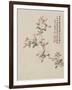 Crab-Apple Blossom from a Flower Album of Ten Leaves, 1656-Shengmo Xiang-Framed Giclee Print