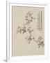 Crab-Apple Blossom from a Flower Album of Ten Leaves, 1656-Shengmo Xiang-Framed Giclee Print