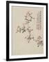 Crab-Apple Blossom from a Flower Album of Ten Leaves, 1656-Shengmo Xiang-Framed Giclee Print