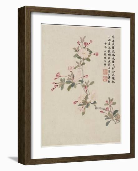 Crab-Apple Blossom from a Flower Album of Ten Leaves, 1656-Shengmo Xiang-Framed Giclee Print