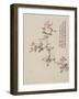 Crab-Apple Blossom from a Flower Album of Ten Leaves, 1656-Shengmo Xiang-Framed Giclee Print