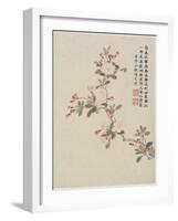 Crab-Apple Blossom from a Flower Album of Ten Leaves, 1656-Shengmo Xiang-Framed Giclee Print