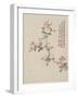 Crab-Apple Blossom from a Flower Album of Ten Leaves, 1656-Shengmo Xiang-Framed Giclee Print