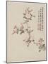 Crab-Apple Blossom from a Flower Album of Ten Leaves, 1656-Shengmo Xiang-Mounted Giclee Print