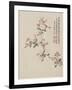 Crab-Apple Blossom from a Flower Album of Ten Leaves, 1656-Shengmo Xiang-Framed Giclee Print