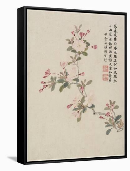 Crab-Apple Blossom from a Flower Album of Ten Leaves, 1656-Shengmo Xiang-Framed Stretched Canvas