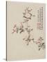 Crab-Apple Blossom from a Flower Album of Ten Leaves, 1656-Shengmo Xiang-Stretched Canvas