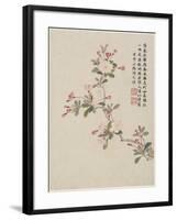 Crab-Apple Blossom from a Flower Album of Ten Leaves, 1656-Shengmo Xiang-Framed Giclee Print