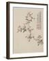 Crab-Apple Blossom from a Flower Album of Ten Leaves, 1656-Shengmo Xiang-Framed Giclee Print