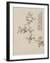 Crab-Apple Blossom from a Flower Album of Ten Leaves, 1656-Shengmo Xiang-Framed Giclee Print