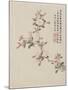 Crab-Apple Blossom from a Flower Album of Ten Leaves, 1656-Shengmo Xiang-Mounted Giclee Print