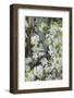 Crab apple blossoms in full bloom, Long Run Park, Kentucky-Adam Jones-Framed Photographic Print