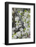 Crab apple blossoms in full bloom, Long Run Park, Kentucky-Adam Jones-Framed Photographic Print