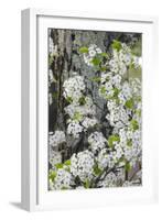 Crab apple blossoms in full bloom, Long Run Park, Kentucky-Adam Jones-Framed Photographic Print