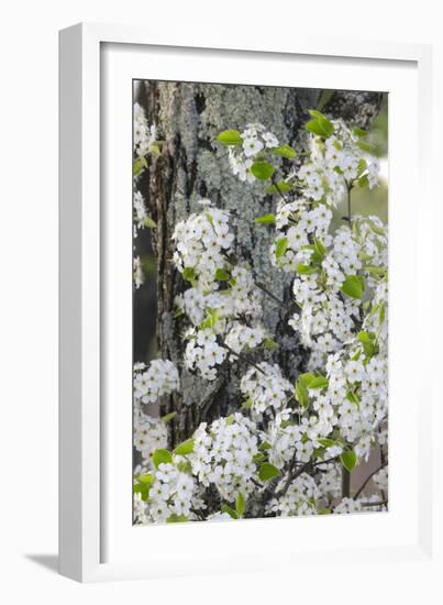 Crab apple blossoms in full bloom, Long Run Park, Kentucky-Adam Jones-Framed Photographic Print