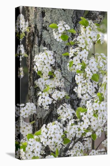 Crab apple blossoms in full bloom, Long Run Park, Kentucky-Adam Jones-Stretched Canvas