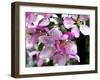 Crab apple (Malus baccata)-Angela Marsh-Framed Photographic Print