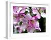 Crab apple (Malus baccata)-Angela Marsh-Framed Photographic Print