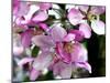 Crab apple (Malus baccata)-Angela Marsh-Mounted Photographic Print