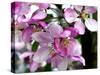 Crab apple (Malus baccata)-Angela Marsh-Stretched Canvas