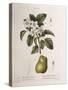 Crab Apple (Malus Coronaria), Henry Louis Duhamel Du Monceau, Botanical Plate by Pancrace Bessa-null-Stretched Canvas