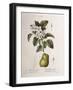 Crab Apple (Malus Coronaria), Henry Louis Duhamel Du Monceau, Botanical Plate by Pancrace Bessa-null-Framed Giclee Print