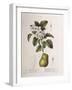 Crab Apple (Malus Coronaria), Henry Louis Duhamel Du Monceau, Botanical Plate by Pancrace Bessa-null-Framed Giclee Print