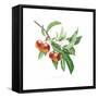 Crab Apple-Sally Crosthwaite-Framed Stretched Canvas