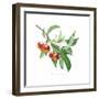 Crab Apple-Sally Crosthwaite-Framed Giclee Print