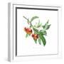 Crab Apple-Sally Crosthwaite-Framed Giclee Print