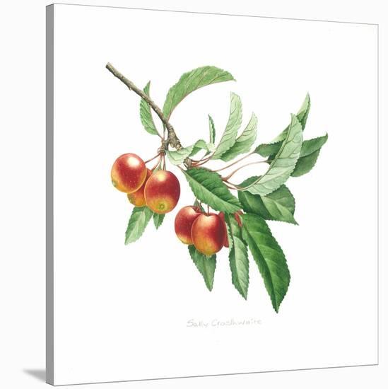 Crab Apple-Sally Crosthwaite-Stretched Canvas