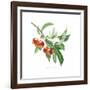 Crab Apple-Sally Crosthwaite-Framed Giclee Print