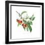 Crab Apple-Sally Crosthwaite-Framed Giclee Print