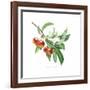 Crab Apple-Sally Crosthwaite-Framed Giclee Print